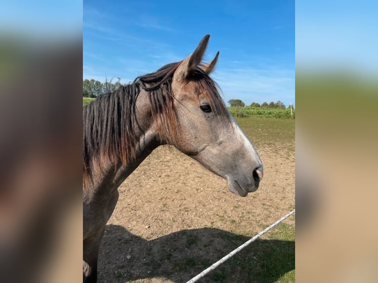 PRE Giumenta 2 Anni 164 cm Grigio in Bibertal