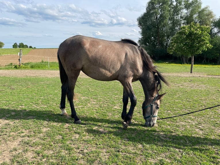 PRE Giumenta 2 Anni 164 cm Grigio in Bibertal