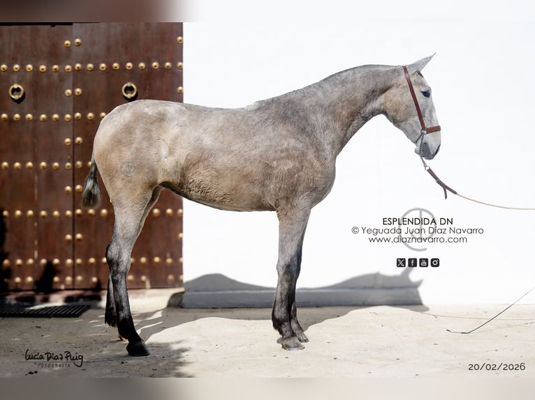 PRE Giumenta 2 Anni 164 cm Grigio trotinato in Arjona