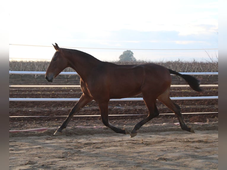 PRE Giumenta 2 Anni 165 cm Baio in Los Rosales