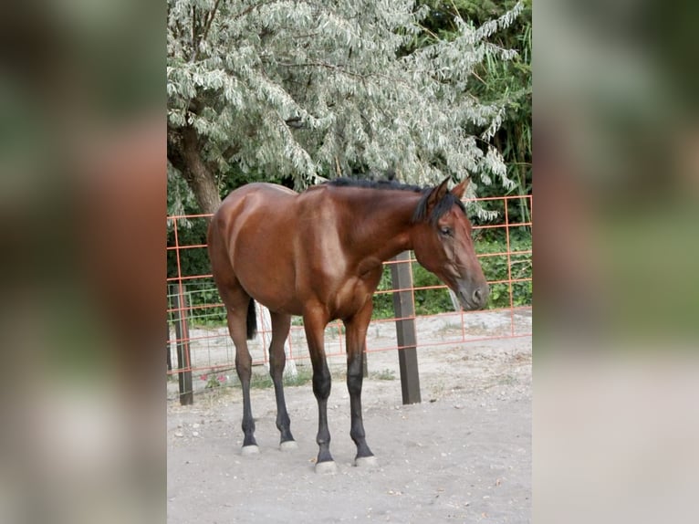 PRE Giumenta 2 Anni 165 cm Baio in Zaragoza