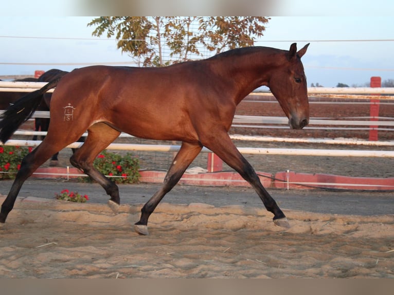 PRE Giumenta 2 Anni 165 cm in Los Rosales