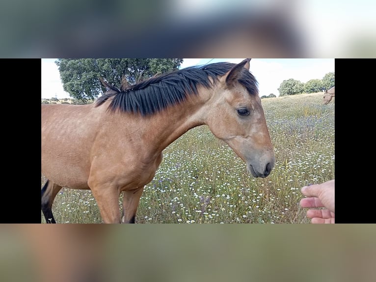 PRE Giumenta 2 Anni 165 cm Falbo in Cabezarrubias Del Puerto