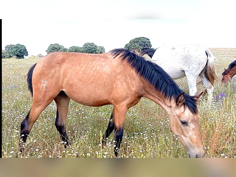 PRE Giumenta 2 Anni 165 cm Falbo in Cabezarrubias Del Puerto