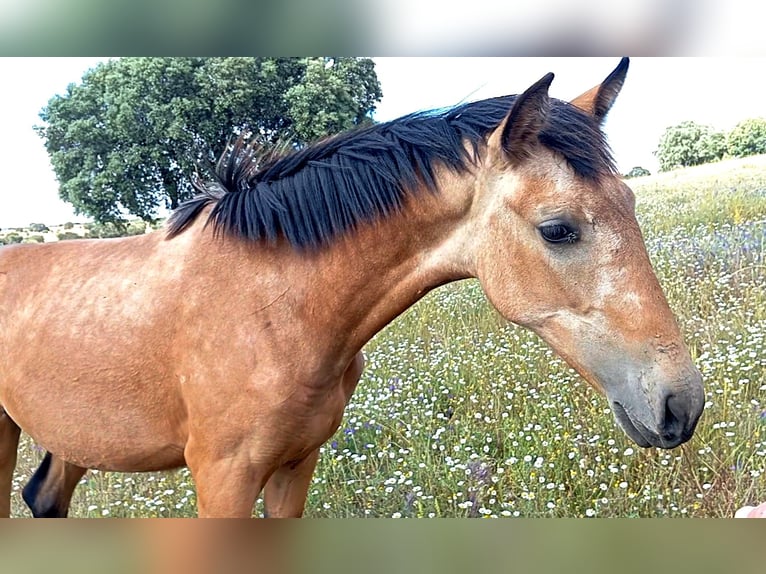 PRE Giumenta 2 Anni 165 cm Falbo in Cabezarrubias Del Puerto