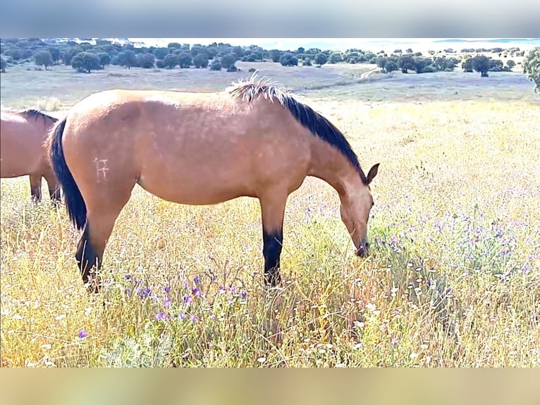 PRE Giumenta 2 Anni 165 cm Falbo in Cabezarrubias Del Puerto