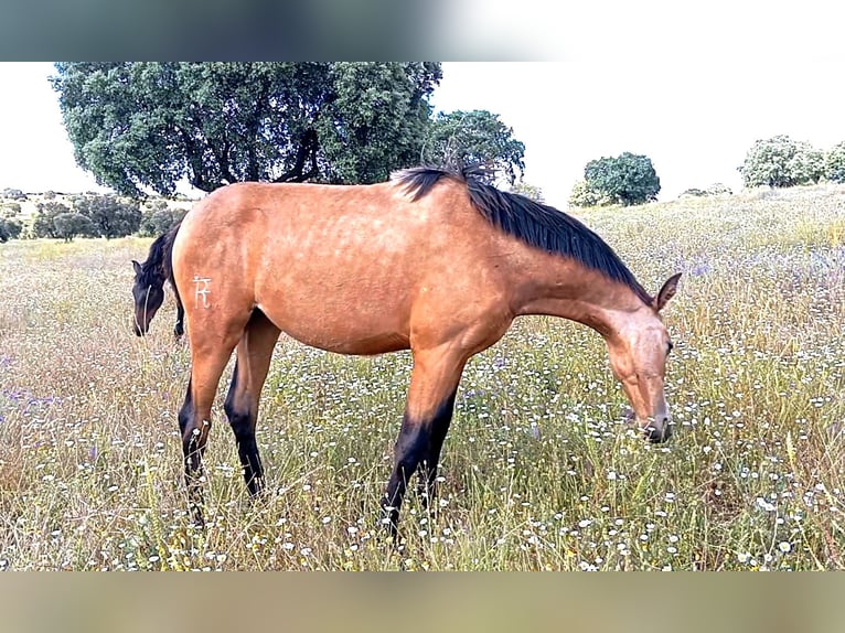 PRE Giumenta 2 Anni 165 cm Falbo in Cabezarrubias Del Puerto