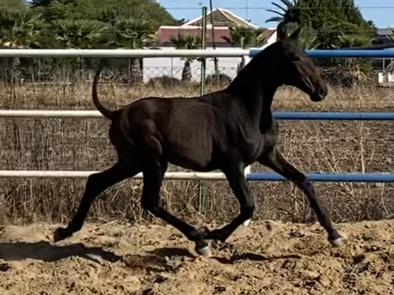 PRE Giumenta 2 Anni 165 cm Grigio in Fuentes De Andalucia