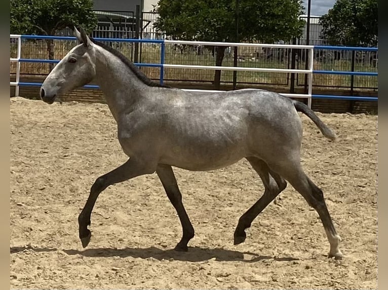 PRE Giumenta 2 Anni 165 cm Grigio in Fuentes De Andalucia