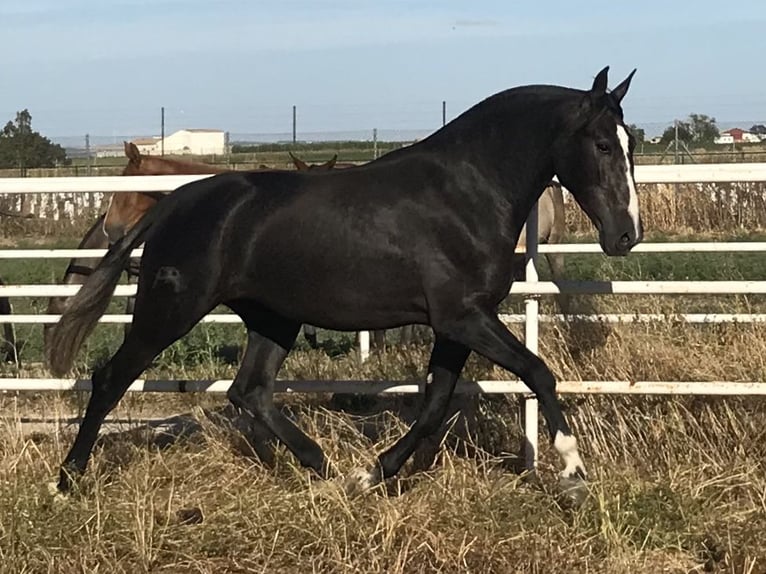 PRE Giumenta 2 Anni 165 cm Grigio in Fuentes De Andalucia