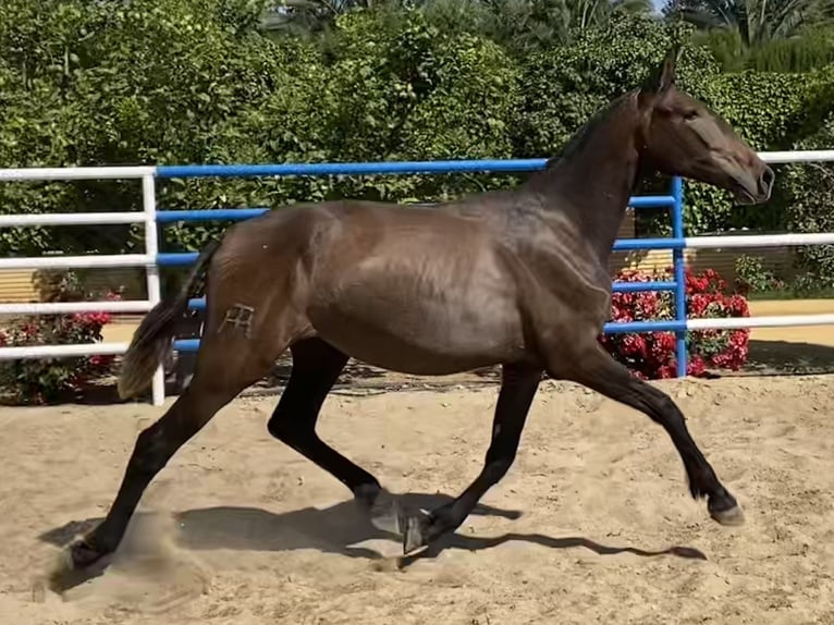 PRE Giumenta 2 Anni 165 cm Grigio in Fuentes De Andalucia