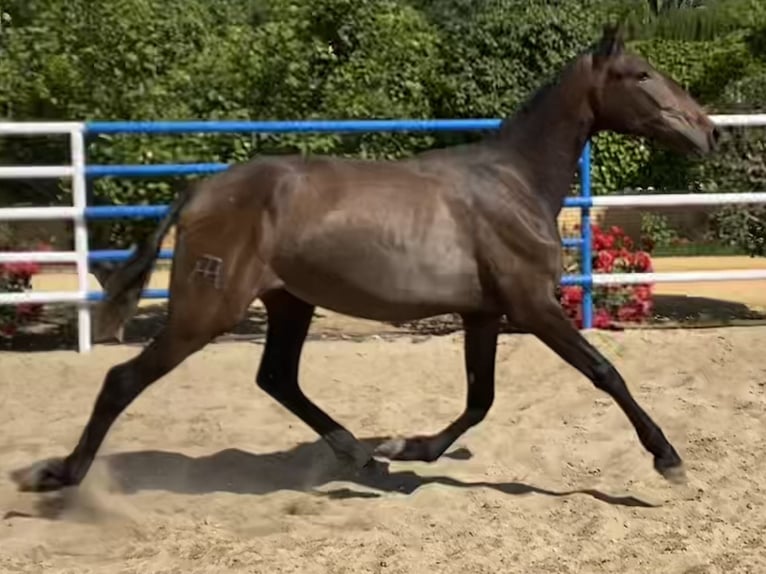 PRE Giumenta 2 Anni 165 cm Grigio in Fuentes De Andalucia