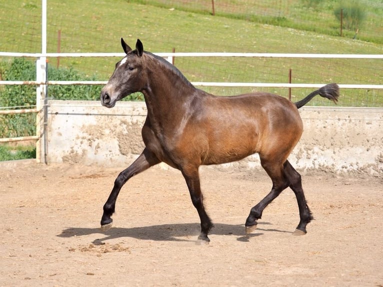 PRE Mix Giumenta 2 Anni 165 cm Grigio in Navas Del Madroño