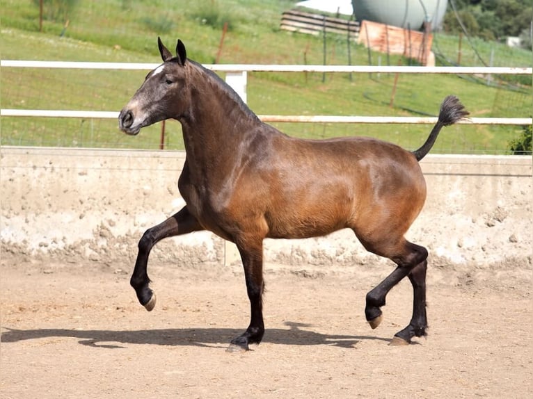 PRE Mix Giumenta 2 Anni 165 cm Grigio in Navas Del Madroño