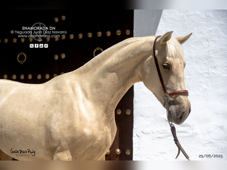 PRE Giumenta 2 Anni 165 cm Palomino in Arjona