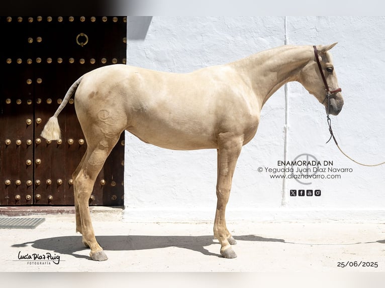 PRE Giumenta 2 Anni 165 cm Palomino in Arjona
