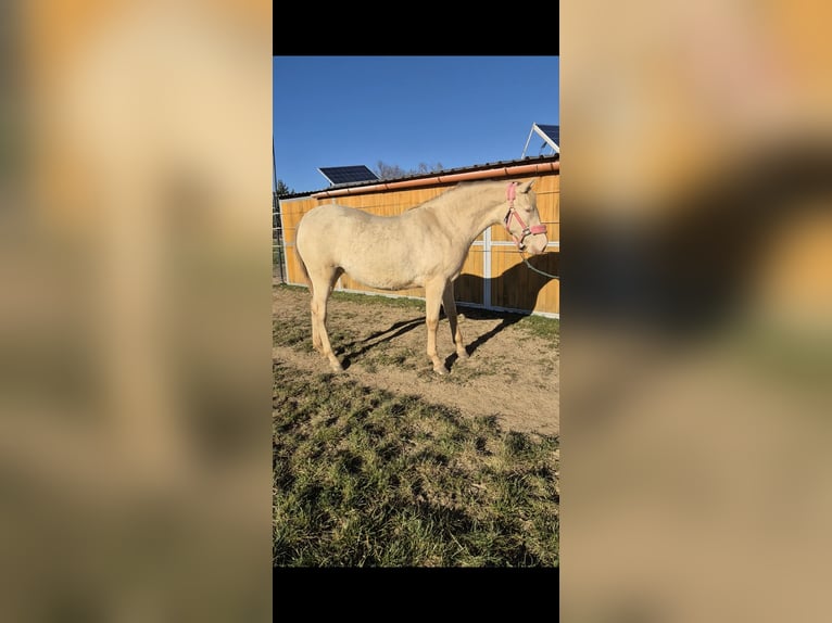 PRE Giumenta 2 Anni 165 cm Perlino in Tábor