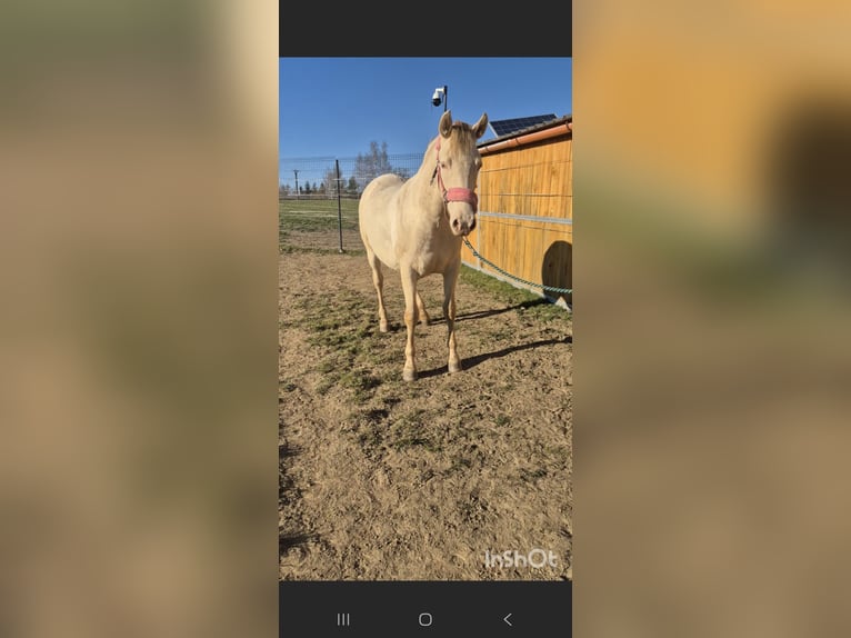 PRE Giumenta 2 Anni 165 cm Perlino in Tábor