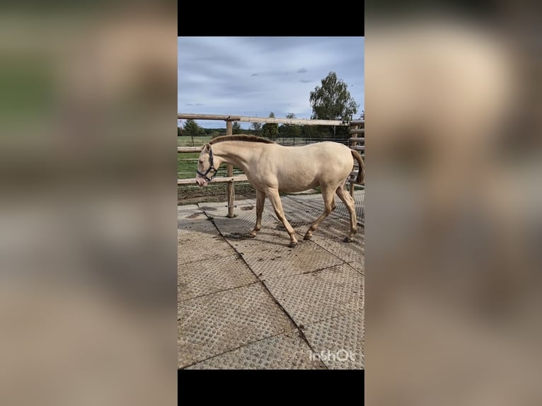 PRE Giumenta 2 Anni 165 cm Perlino in Tábor