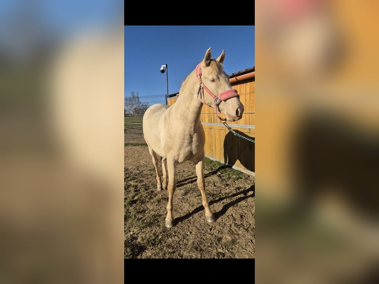 PRE Giumenta 2 Anni 165 cm Perlino in Tábor