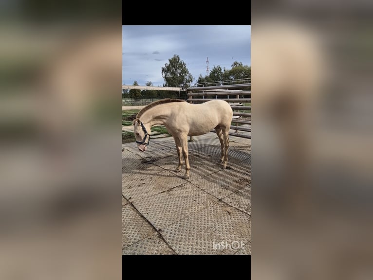 PRE Giumenta 2 Anni 165 cm Perlino in Tábor