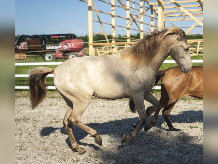 PRE Giumenta 2 Anni 165 cm Perlino in Loye sur Aron