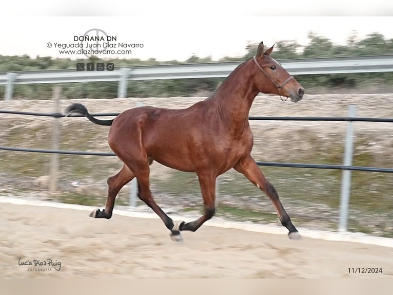 PRE Mix Giumenta 2 Anni 166 cm Baio chiaro in Arjona
