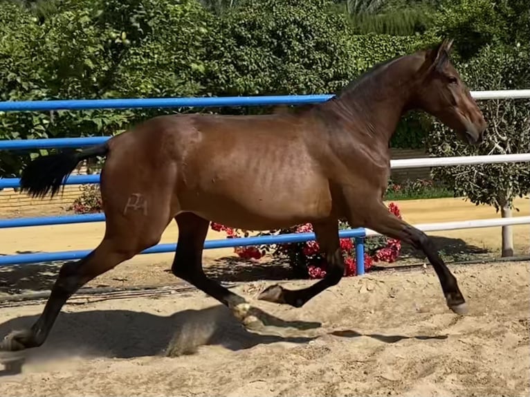 PRE Giumenta 2 Anni 166 cm Baio scuro in Fuentes De Andalucia