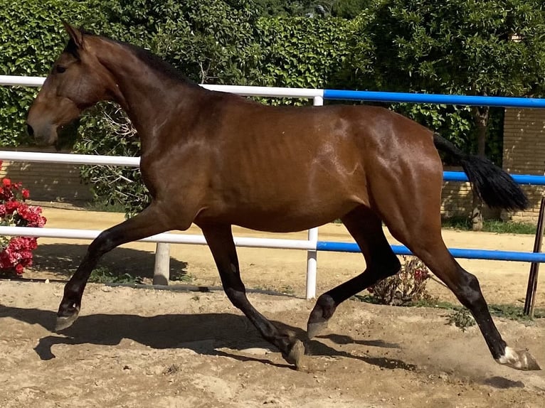 PRE Giumenta 2 Anni 166 cm Baio scuro in Fuentes De Andalucia