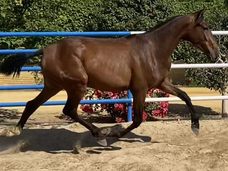 PRE Giumenta 2 Anni 166 cm Baio scuro in Fuentes De Andalucia