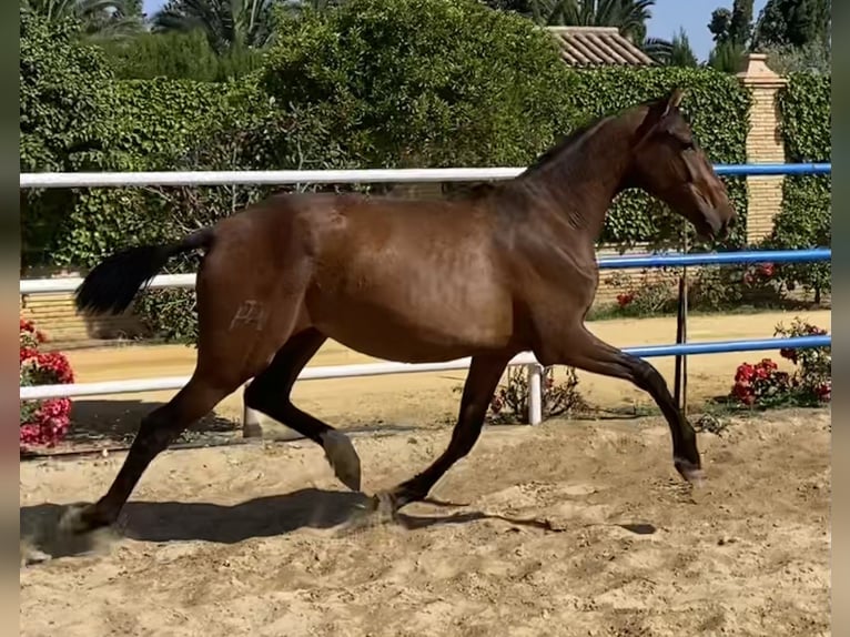 PRE Giumenta 2 Anni 166 cm Baio scuro in Fuentes De Andalucia