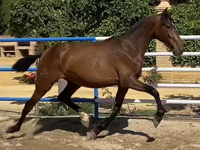 PRE Giumenta 2 Anni 166 cm Baio scuro in Fuentes De Andalucia