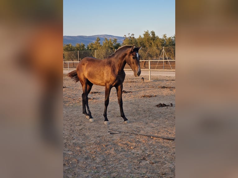 PRE Giumenta 2 Anni 167 cm Grigio in Cañada