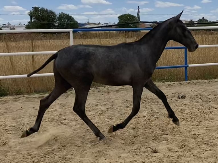 PRE Giumenta 2 Anni 167 cm Grigio in Fuentes De Andalucia