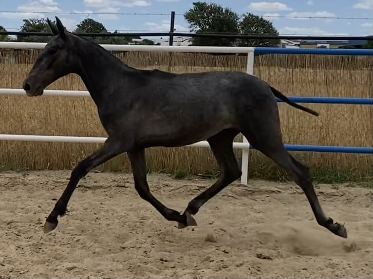 PRE Giumenta 2 Anni 167 cm Grigio in Fuentes De Andalucia