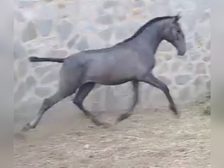 PRE Giumenta 2 Anni 167 cm Grigio in Fuentes De Andalucia