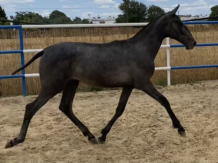 PRE Giumenta 2 Anni 167 cm Grigio in Fuentes De Andalucia