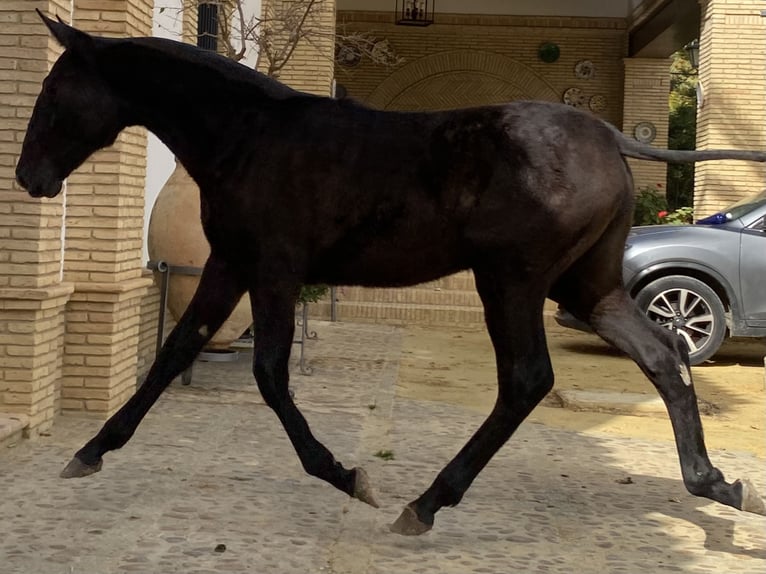 PRE Giumenta 2 Anni 167 cm Grigio in Fuentes De Andalucia