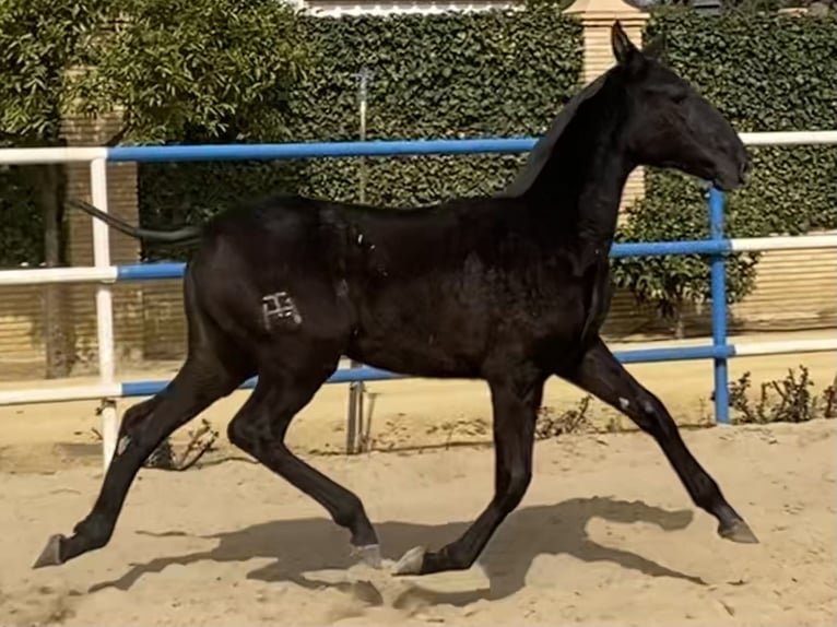 PRE Giumenta 2 Anni 167 cm Grigio in Fuentes De Andalucia