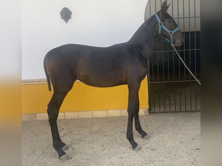 PRE Giumenta 2 Anni 168 cm Grigio in Fuentes De Andalucia