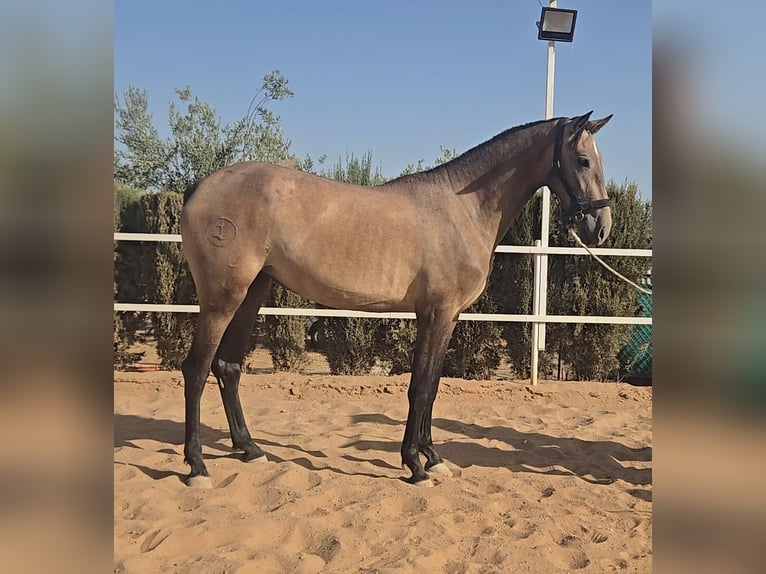 PRE Mix Giumenta 2 Anni 172 cm Grigio in Moron De La Frontera