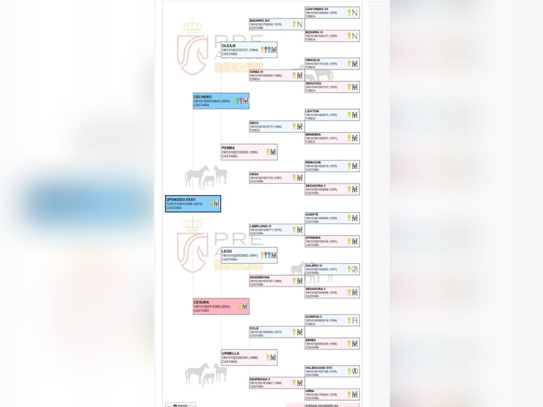 PRE Mix Giumenta 2 Anni Baio chiaro in Villanueva Rio Segura