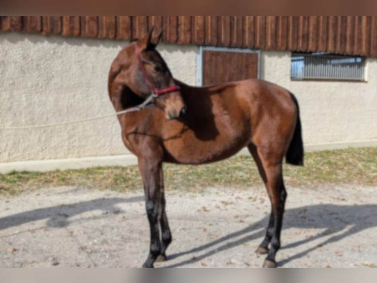 PRE Mix Giumenta 2 Anni  in Caumont