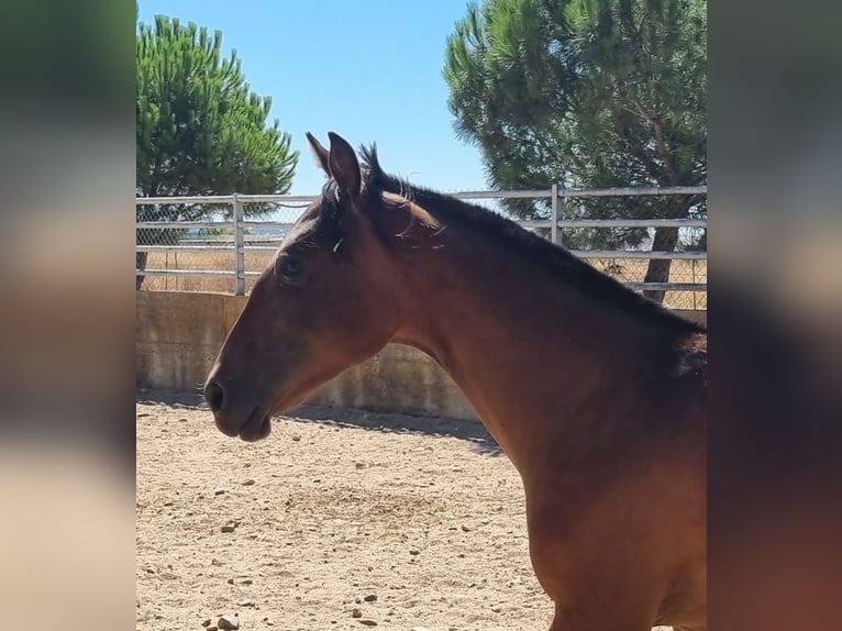 PRE Giumenta 2 Anni  in San Sebastian De Los Reyes