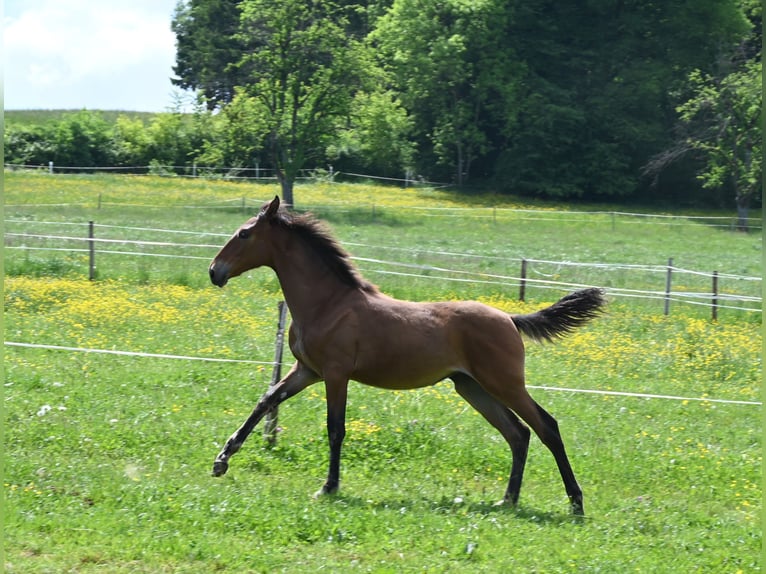 PRE Mix Giumenta 2 Anni in Klettgau