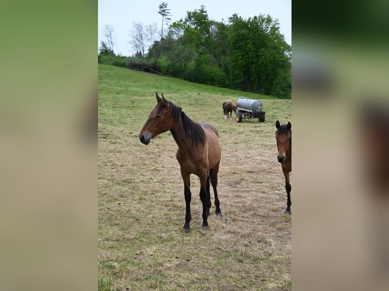 PRE Mix Giumenta 2 Anni  in Klettgau