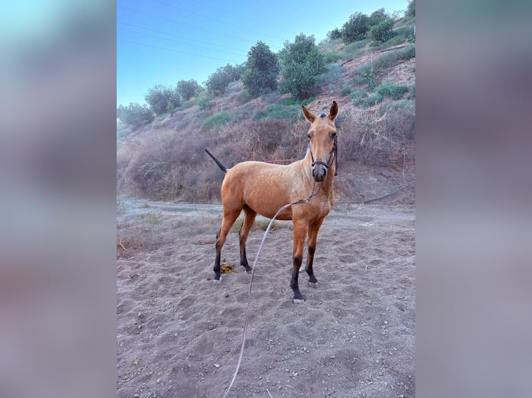 PRE Giumenta 2 Anni Falbo in Benagalbon