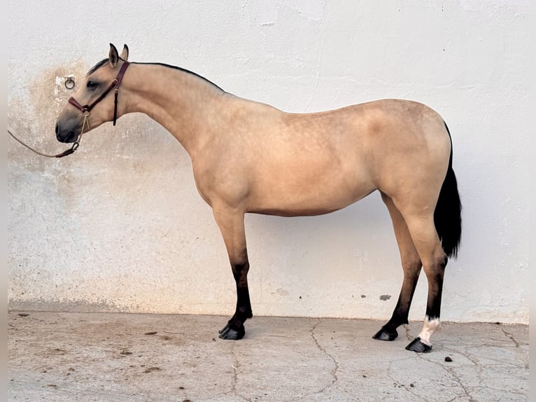 PRE Giumenta 2 Anni Falbo in Vila-Real/Villarreal