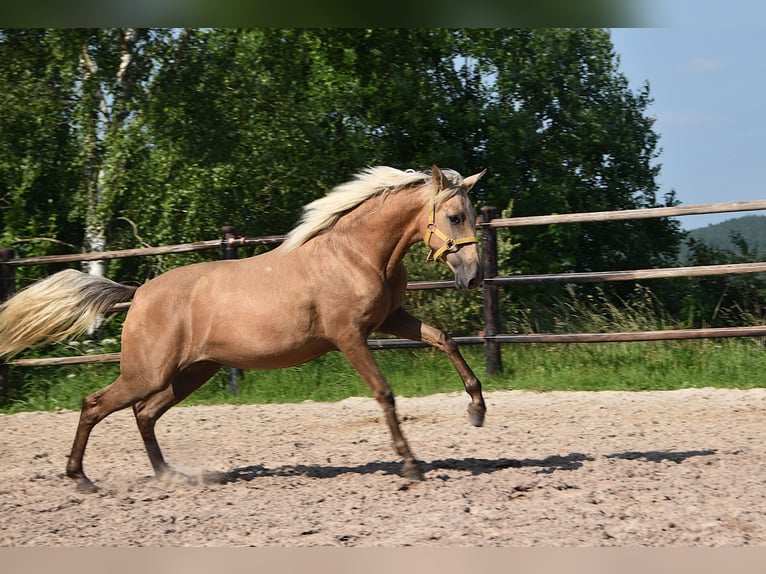 PRE Giumenta 2 Anni Grigio in Manhay