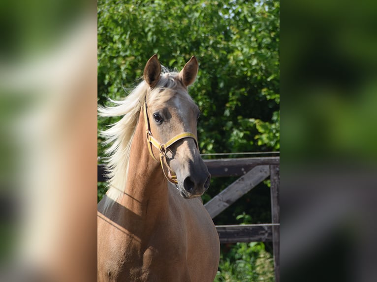 PRE Giumenta 2 Anni Grigio in Manhay